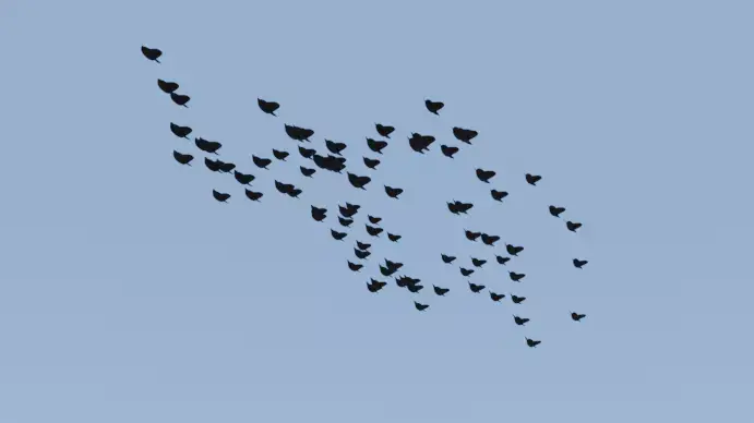 Geometry node flock of birds in blender Low-poly 3D model