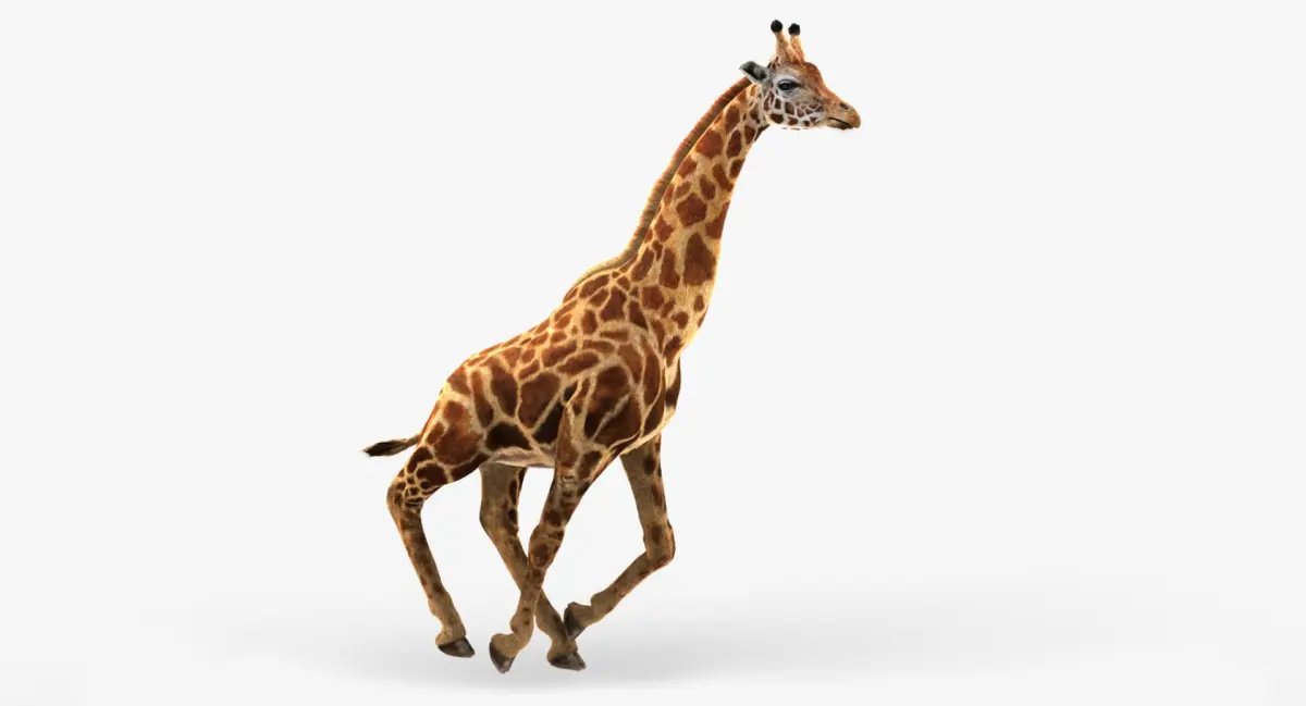 Giraffe (2) (ANIMATED) (FUR) 3D model