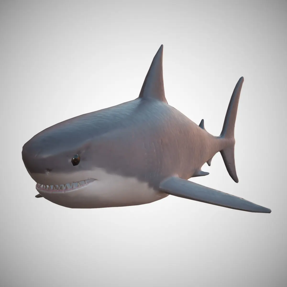 Great White Shark Low-poly 3D model 11