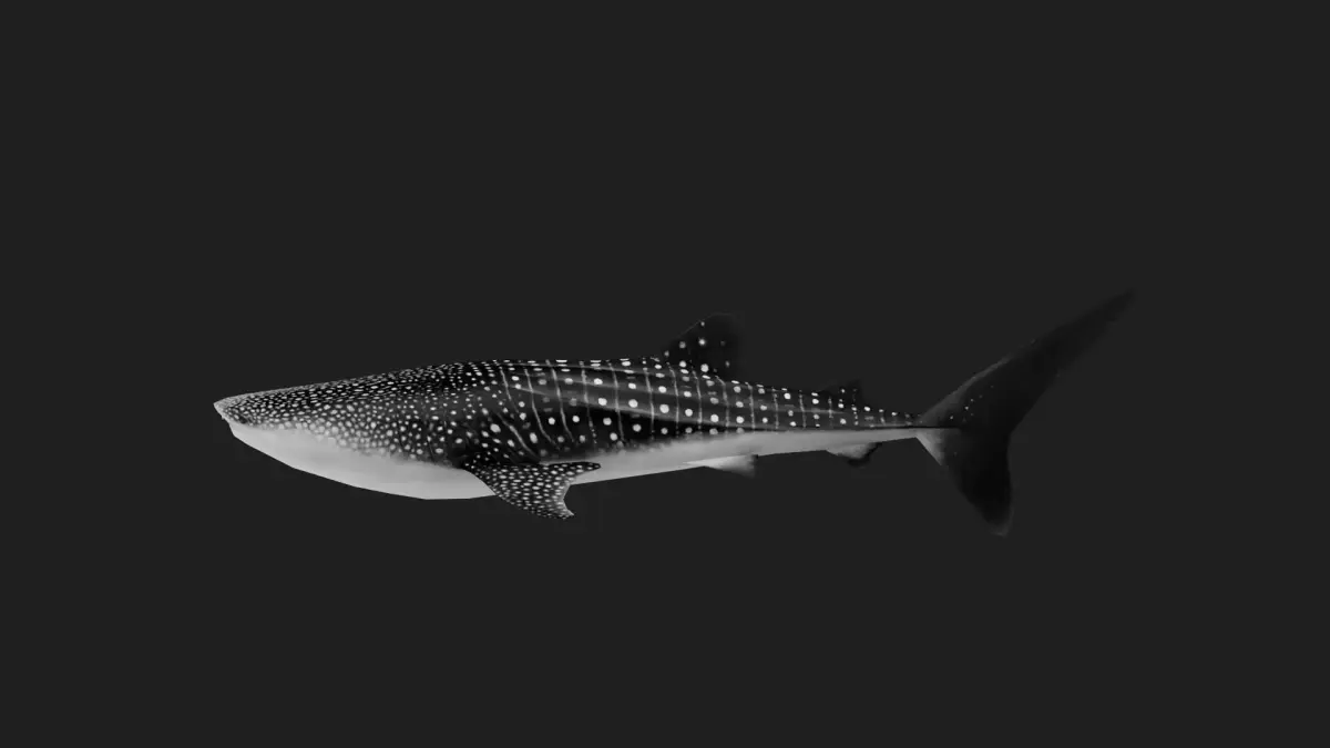 Shark Low-poly 3D model 12