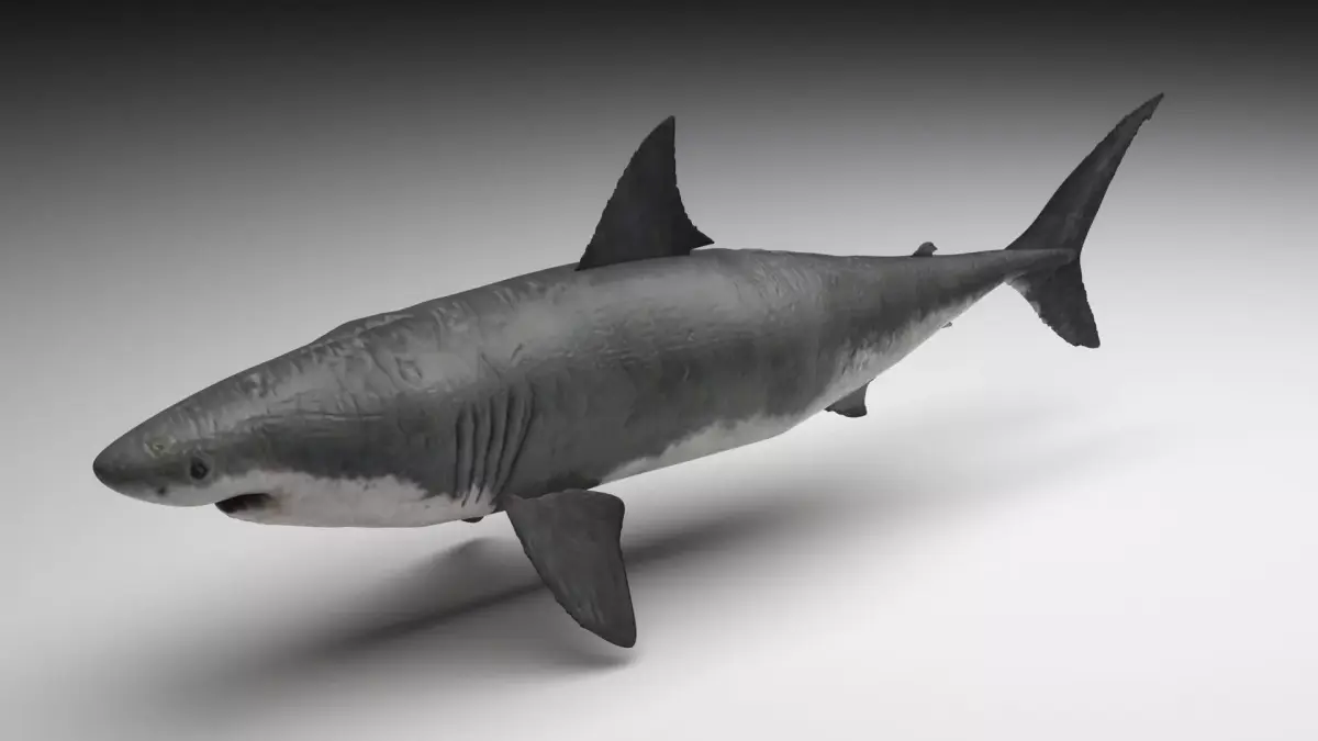 Great White Shark 3D model buy
