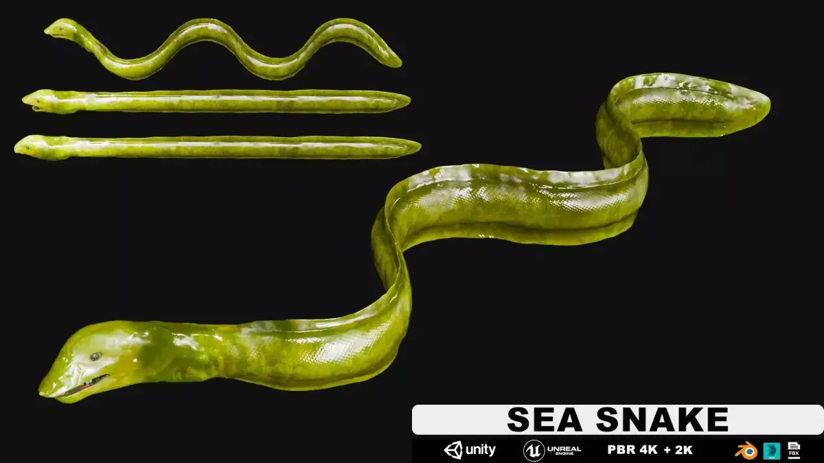 Sea Snake Low-poly 3D model