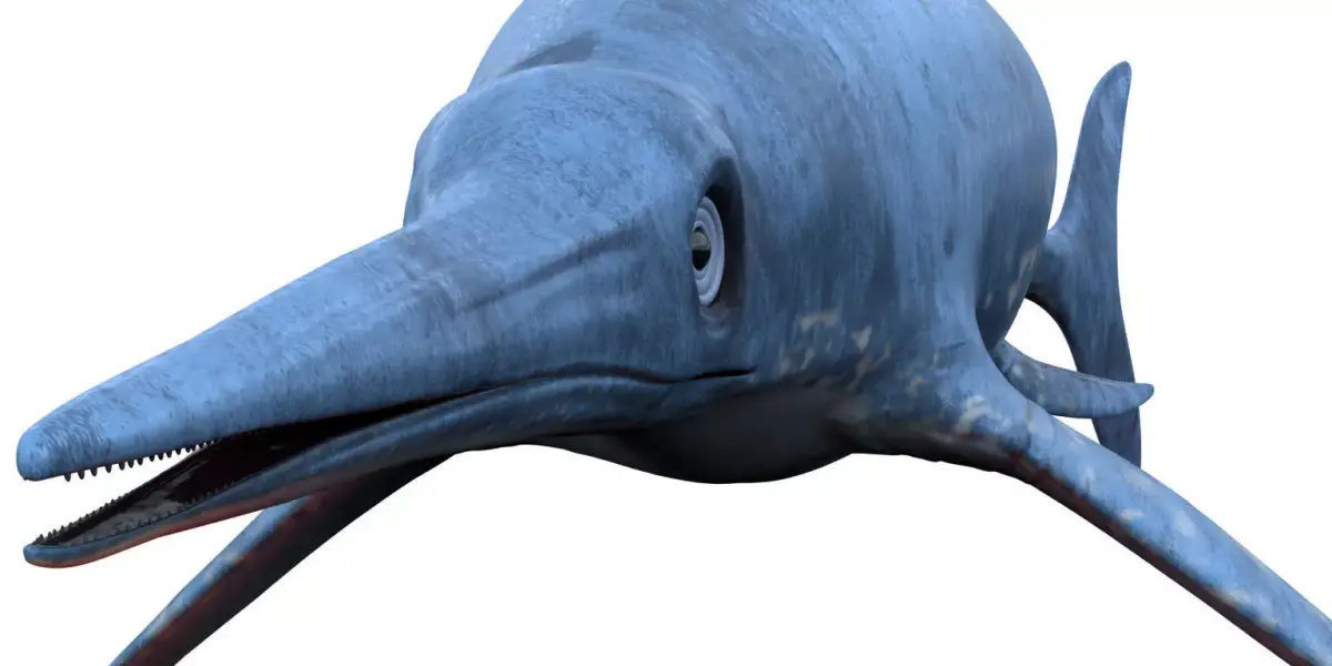Dolphin ictiosaurio rig Low-poly 3D model