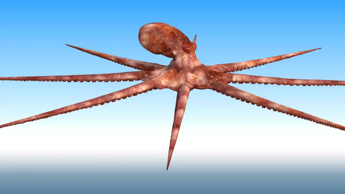 Octopus Rigged 3D model purchase