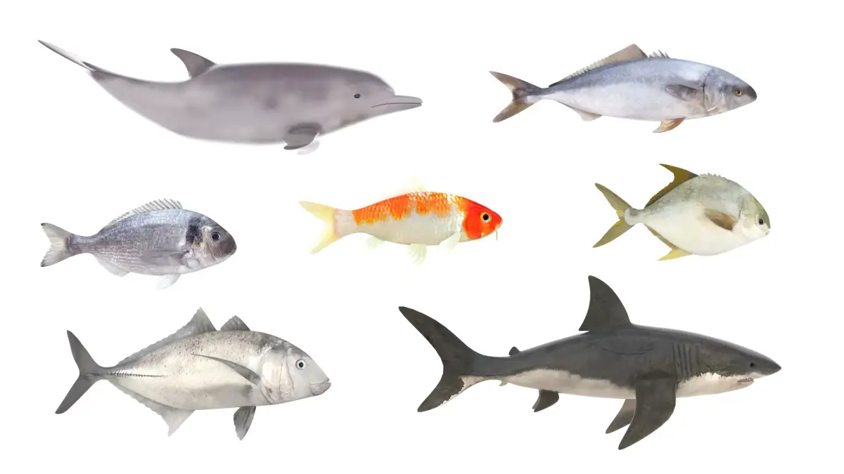 Fish Collection 3D model order