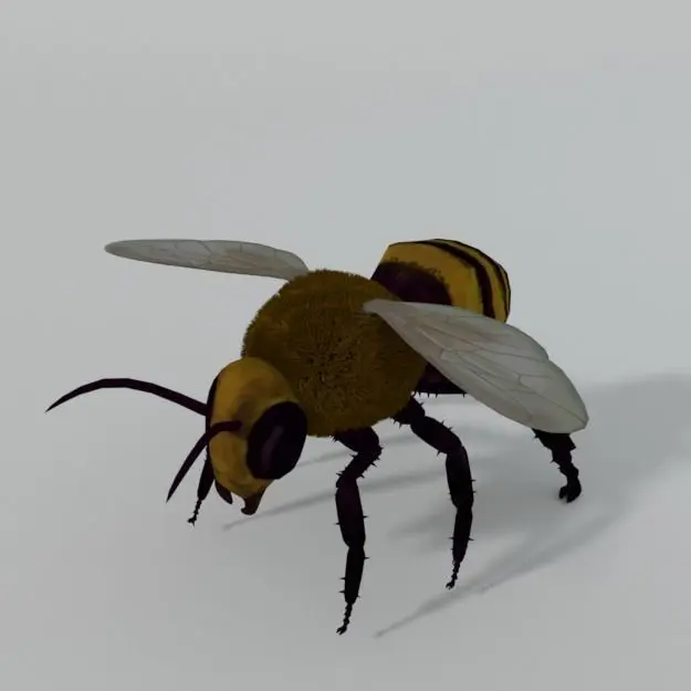 African Bee Low-poly 3D model