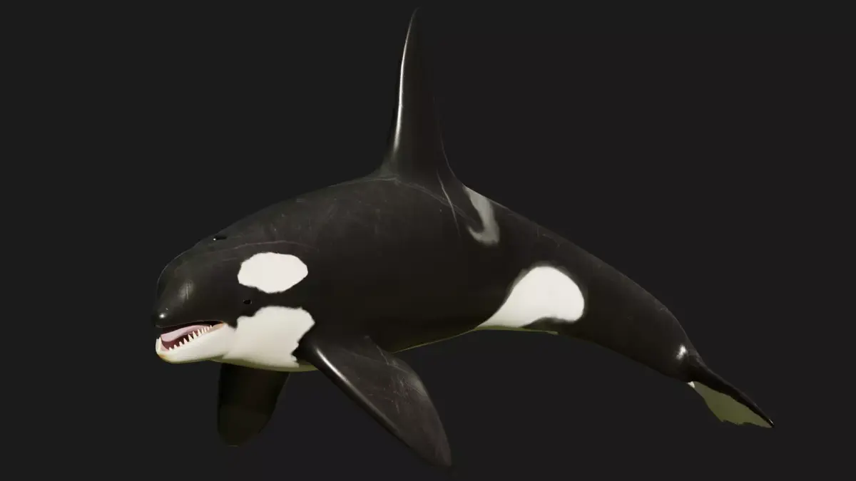 Killer Whale 3D model shop
