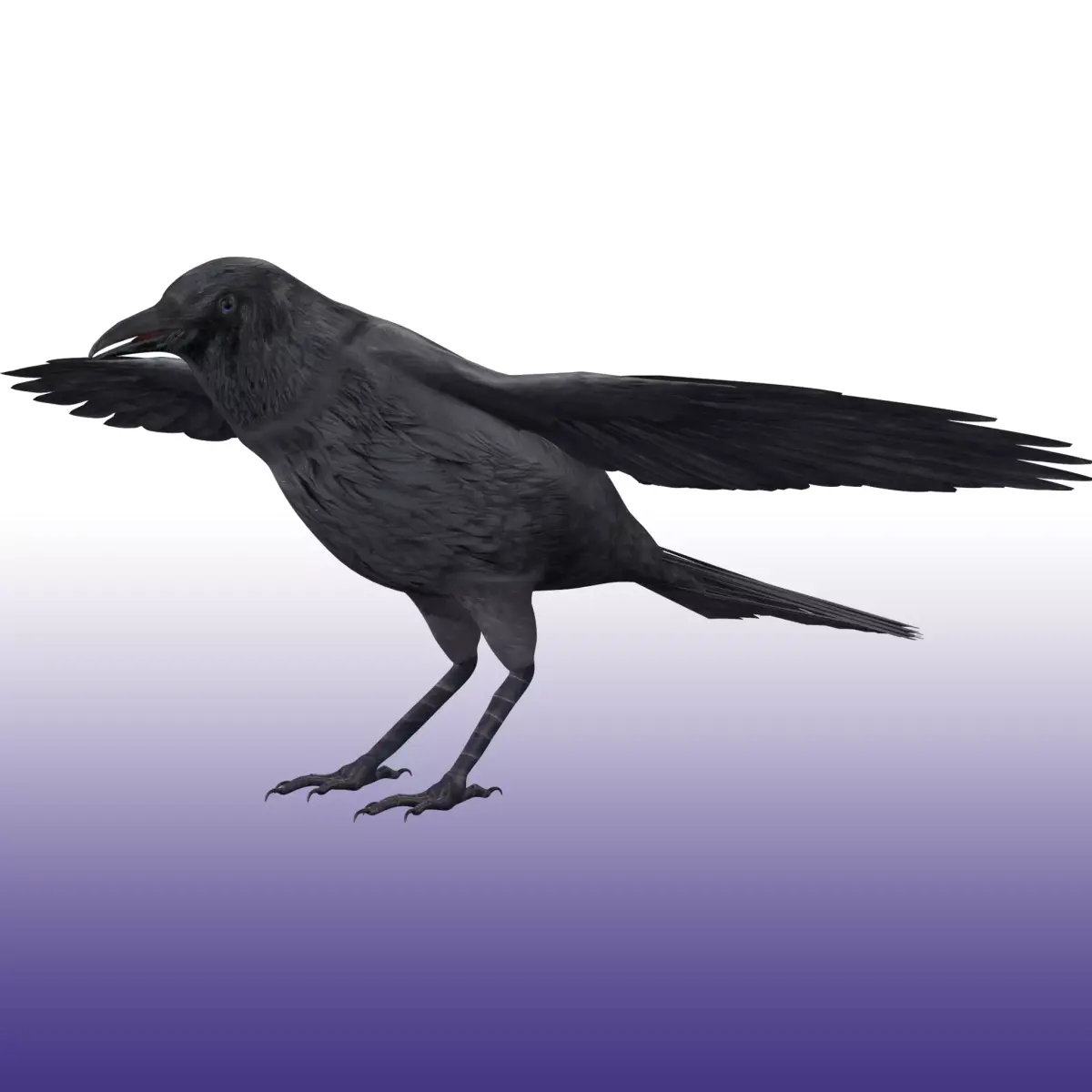 Crow Rig Low-poly 3D model