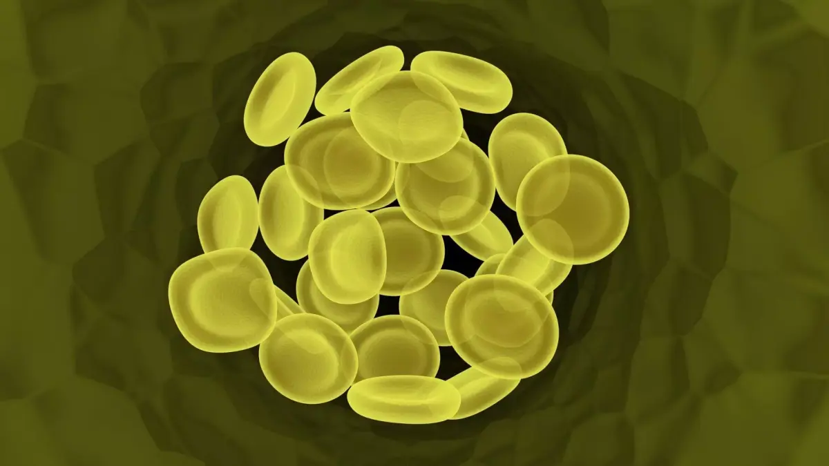 Spider Blood Cells In Segment 3D model