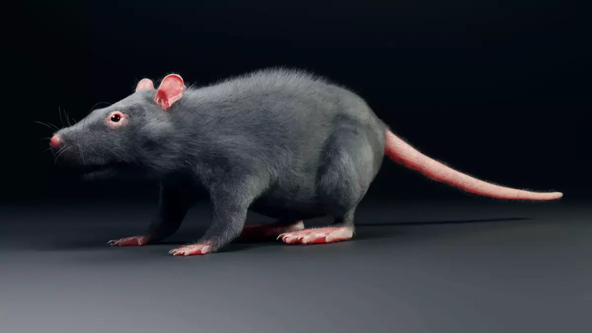 Rat model Low-poly 3D model