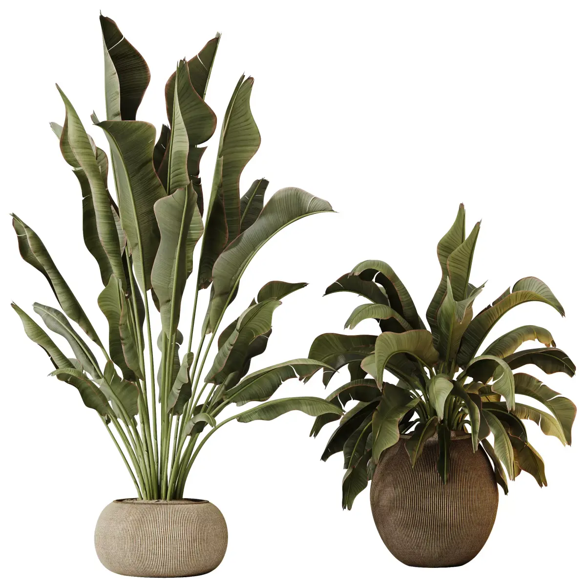 Plants Ravenala Banana Strelitzia Nicolai Bird Of Paradise Set02 3D model