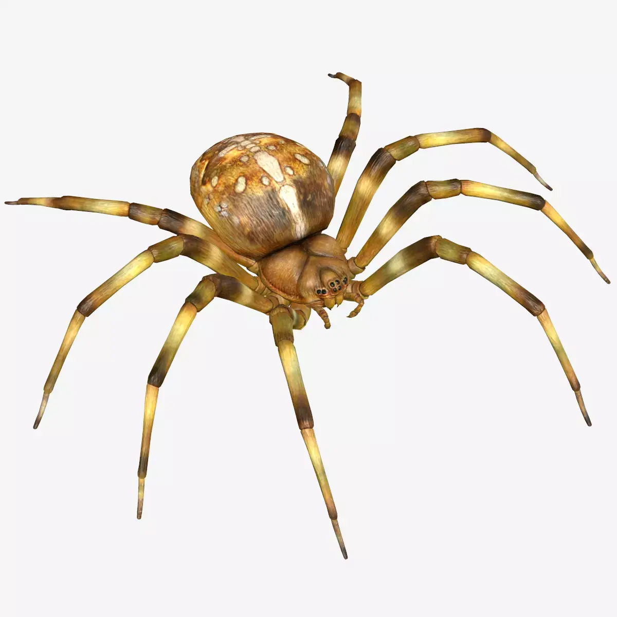 Orb Weaver Spider Low-poly 3D model