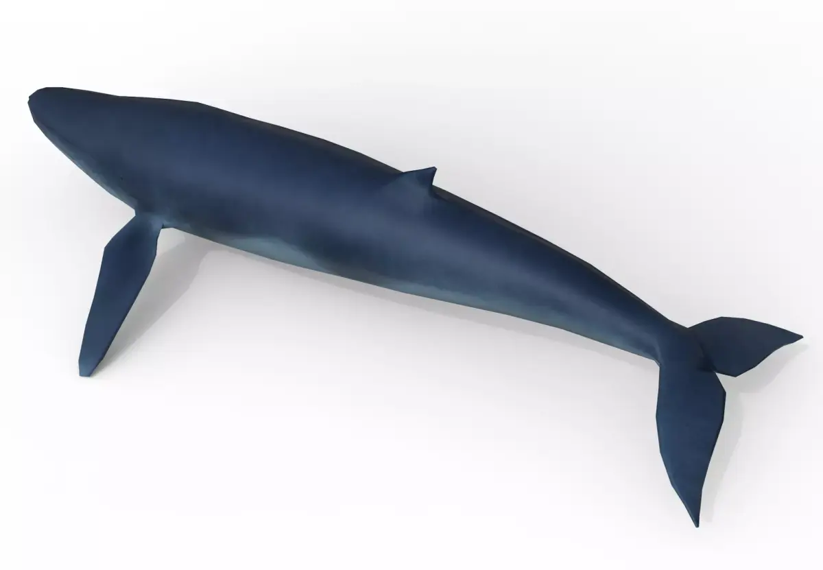 Whale game ready Low-poly 3D model