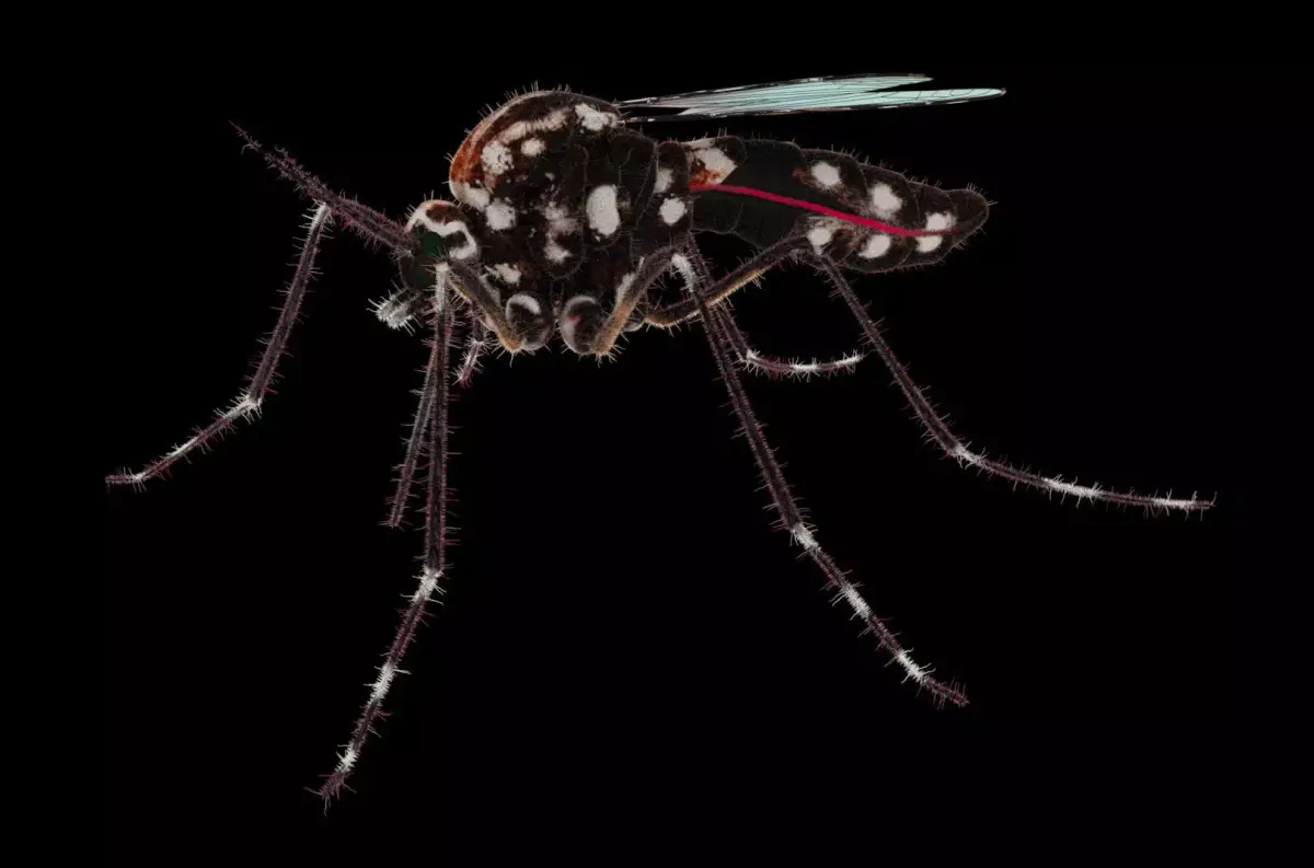 Midge mosquito 3D model
