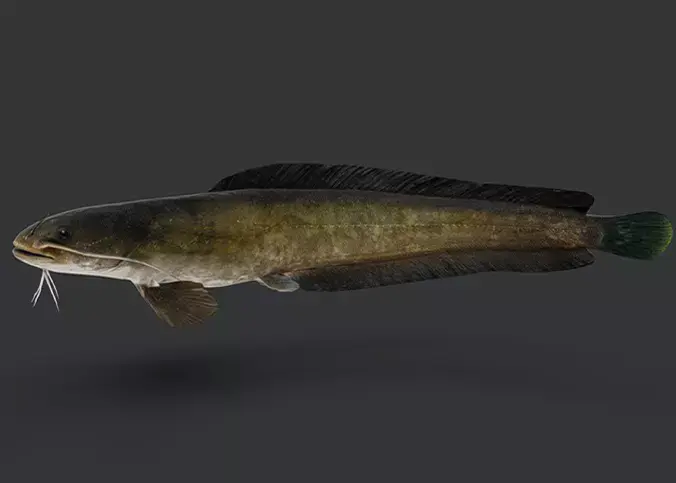 Amur Catfish Animated 3D model