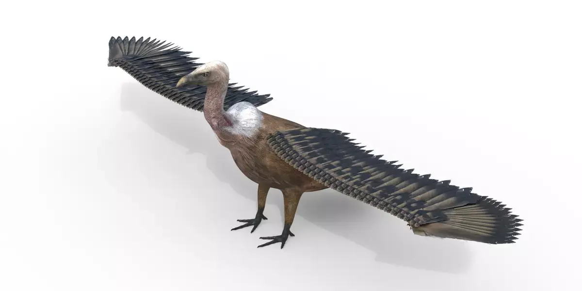 Vulture Bird Rigged 3d model Free 3D model