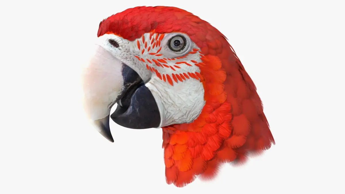Red Green Macaw Parrot Head 3D model purchase