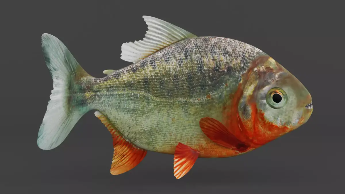 Piranha 3D model purchase