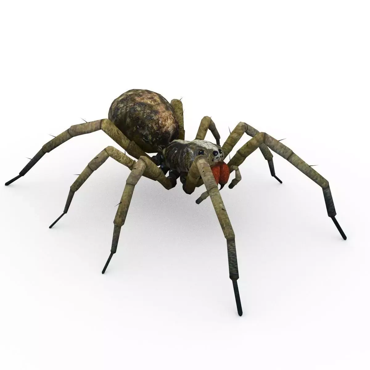 Wolf Spider Animated Low-poly 3D model