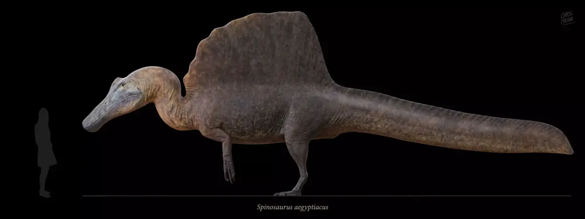 Spinosaurus aegyptiacus Low-poly 3D model buy