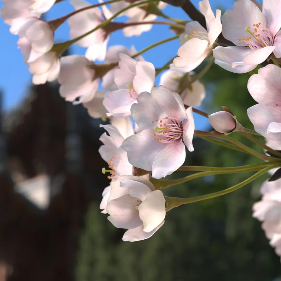 Sakura Cherry Blossom Branch Pink 3D model
