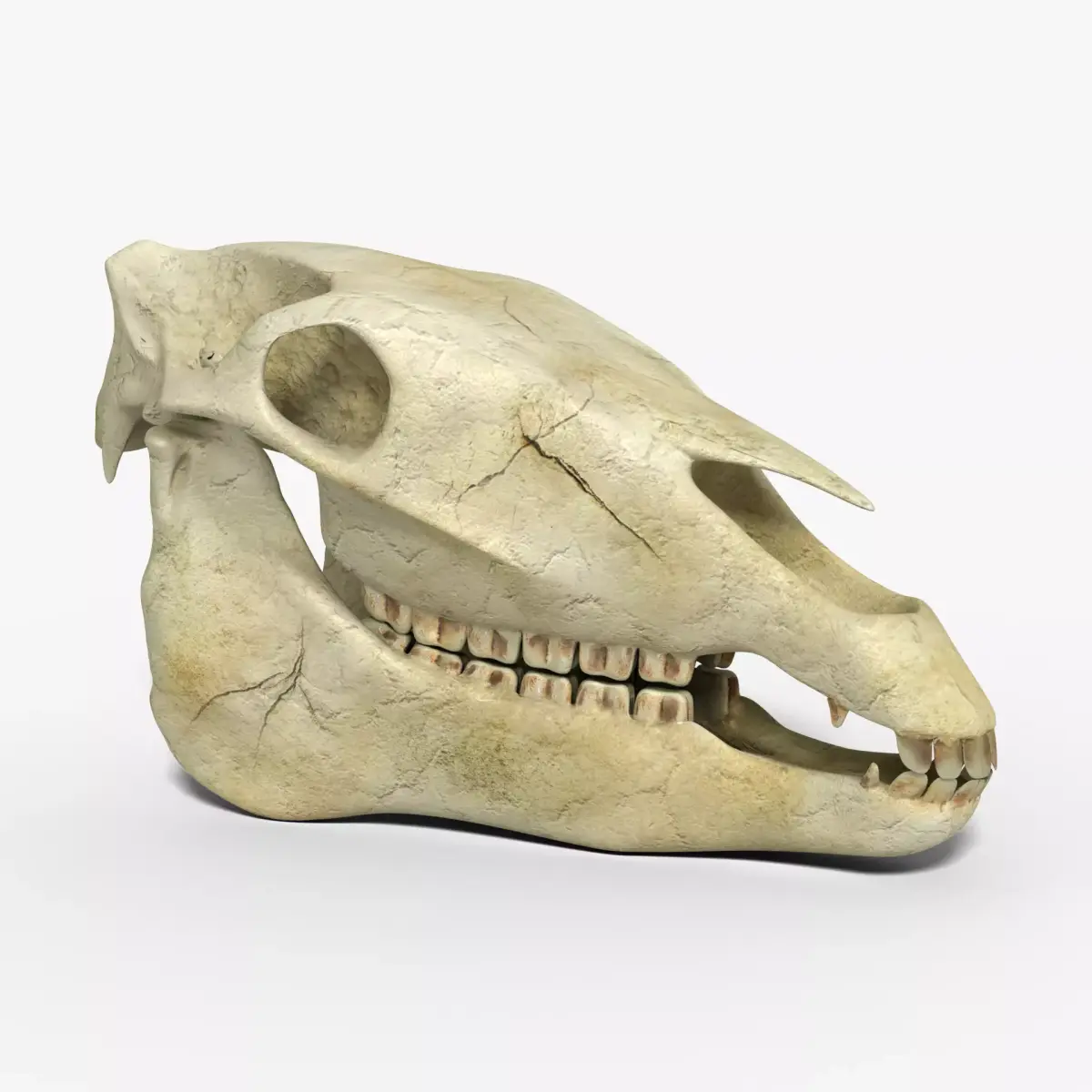 Horse skull Low-poly 3D model purchase