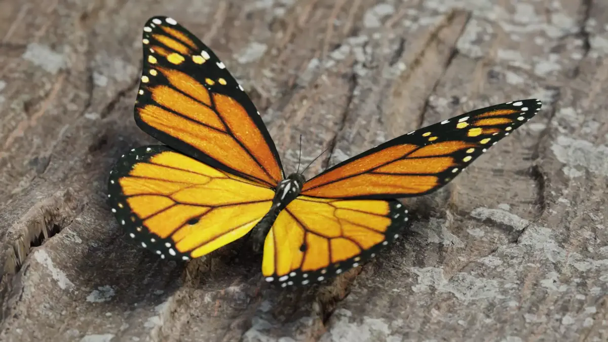 Monarch butterfly Low-poly 3D model purchase