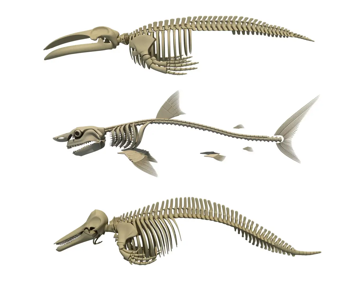 3 Aquatic Animal Skeletons 3D model