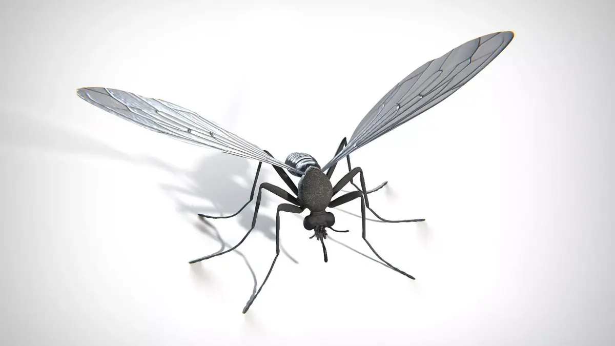 Mosquito PBR Low-poly 3D model