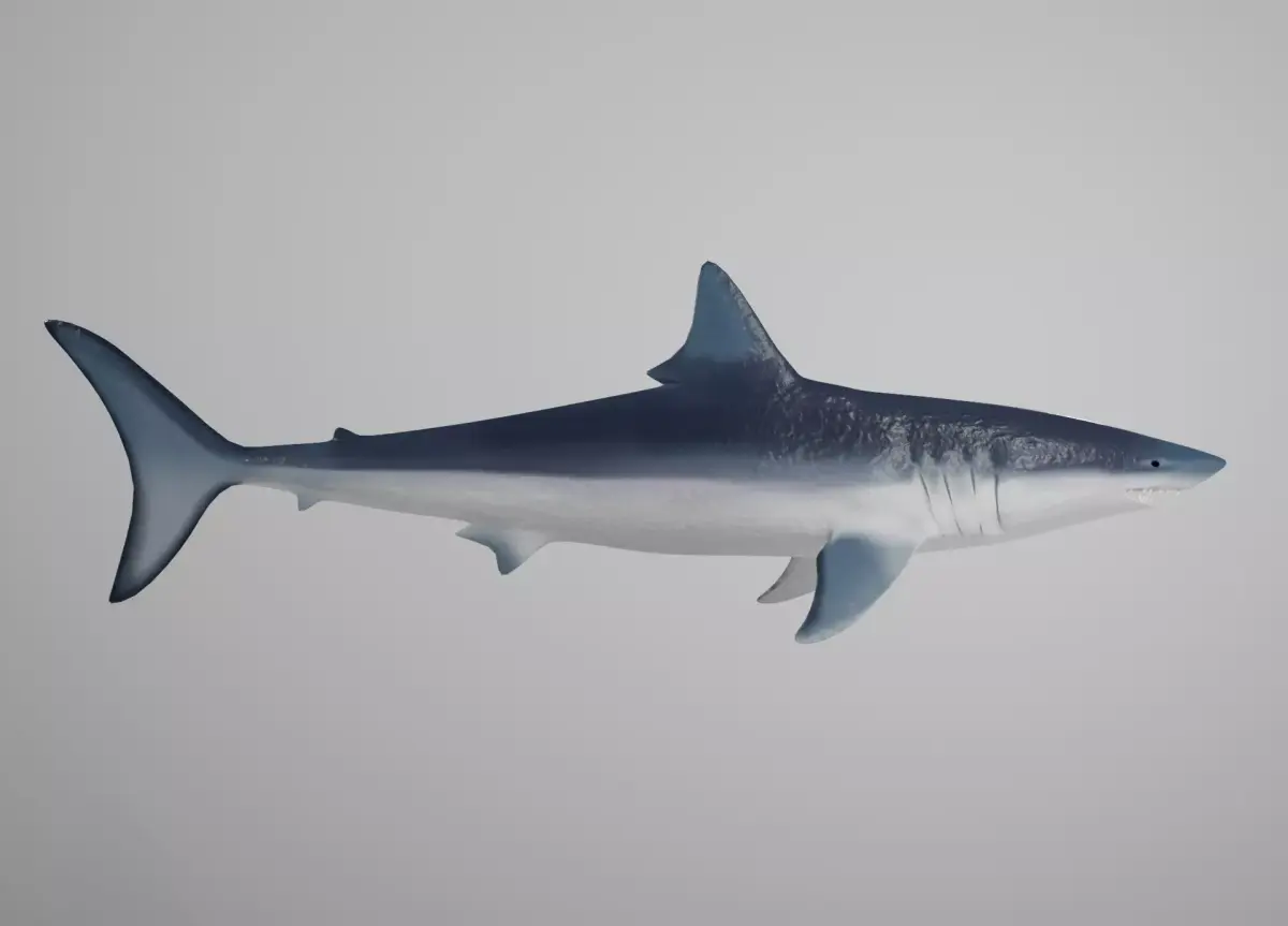 Mako Shark Low-poly 3D model