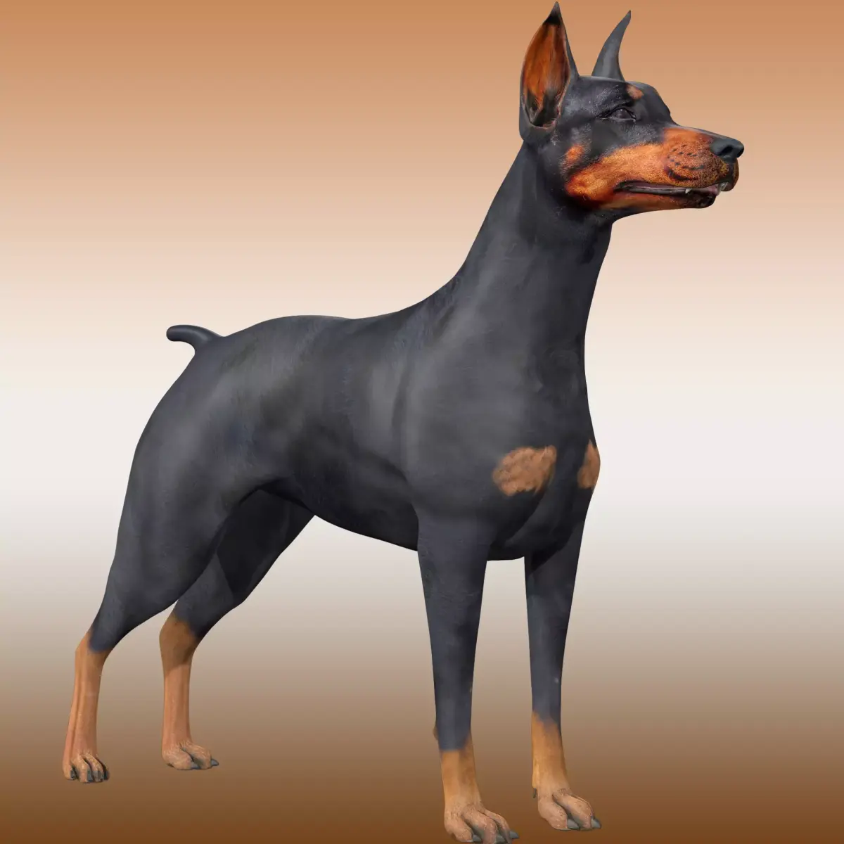  Doberman Dog Rig 3D model