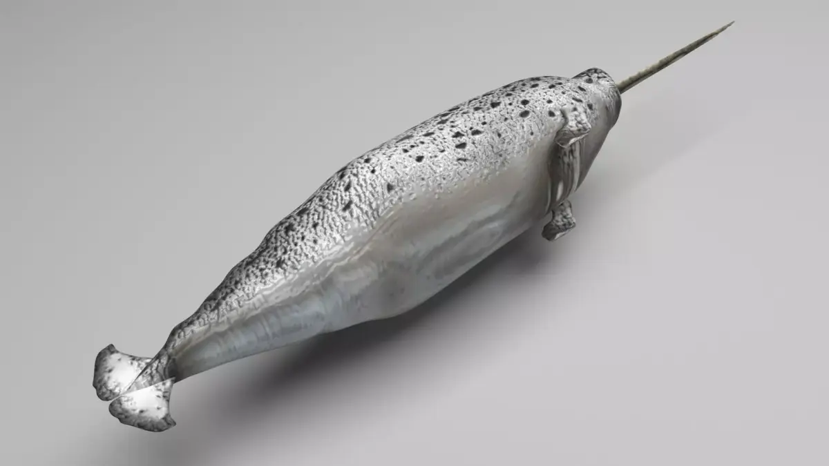 Narwhal 3D model purchase