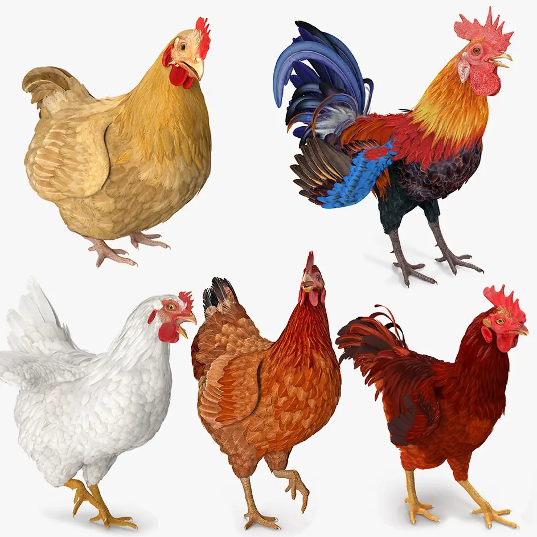 Rooster and Chickens Rigged Collection 2 for Cinema 4D 3D model
