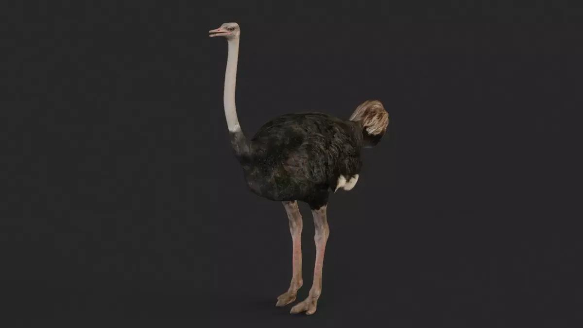 Ostrich 3D model buy