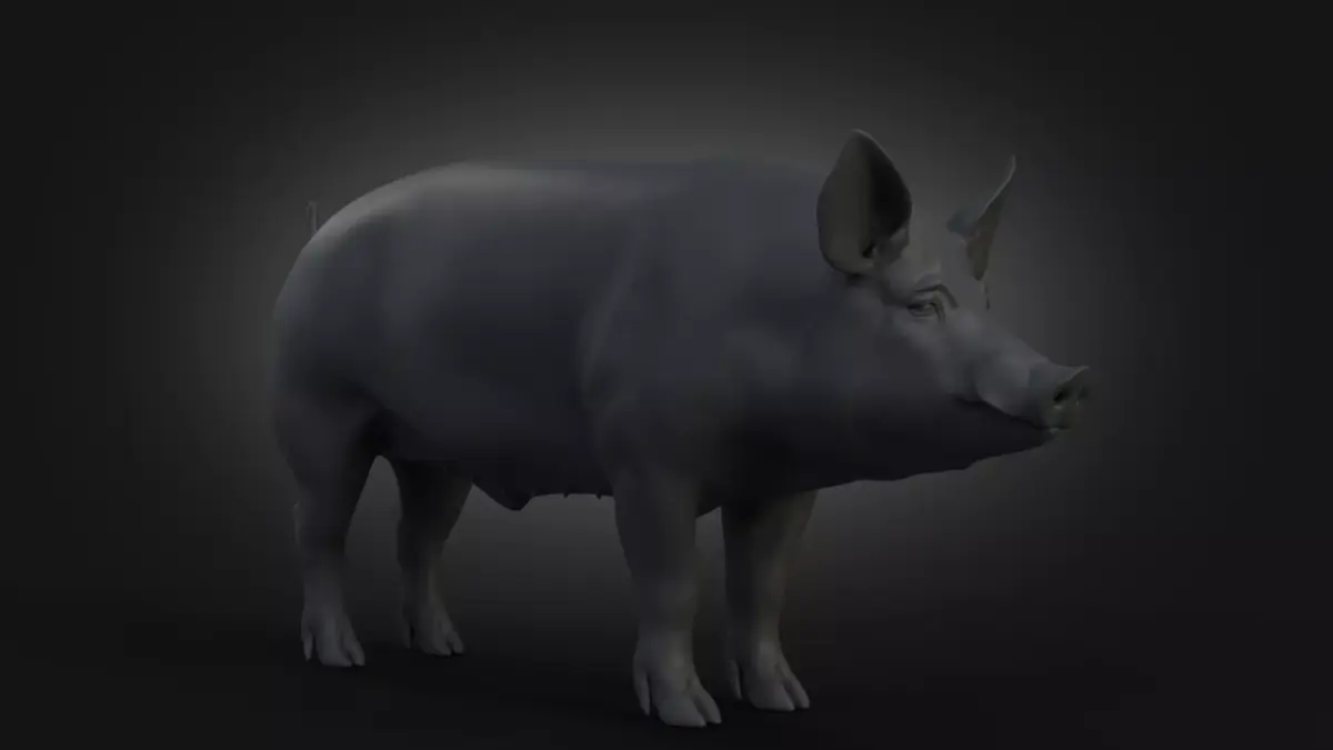 DomesticPig Male Free 3D model