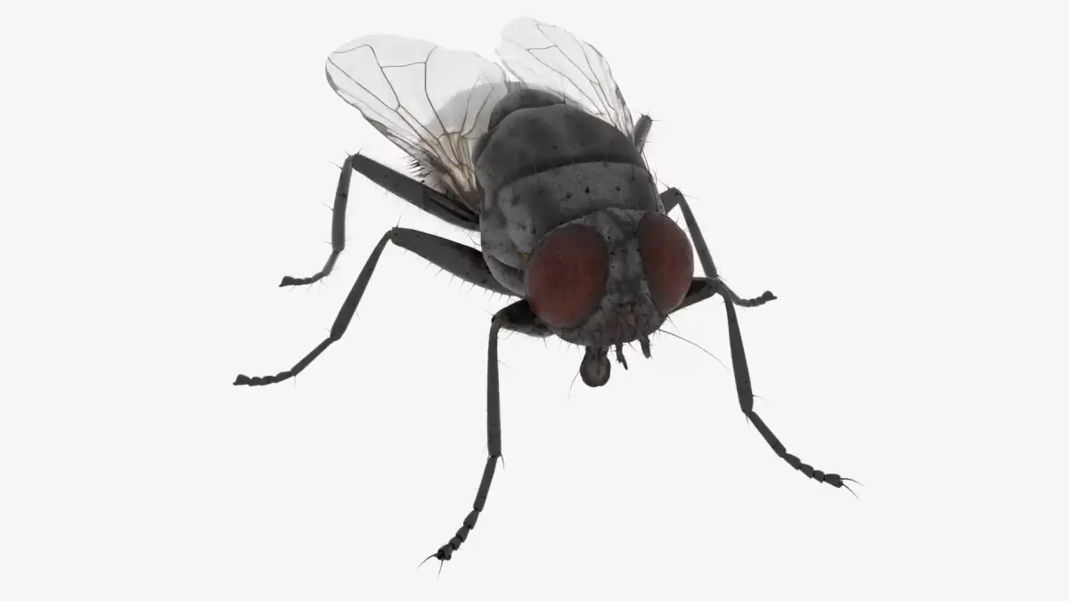 Realistic Housefly Low-poly 3D model