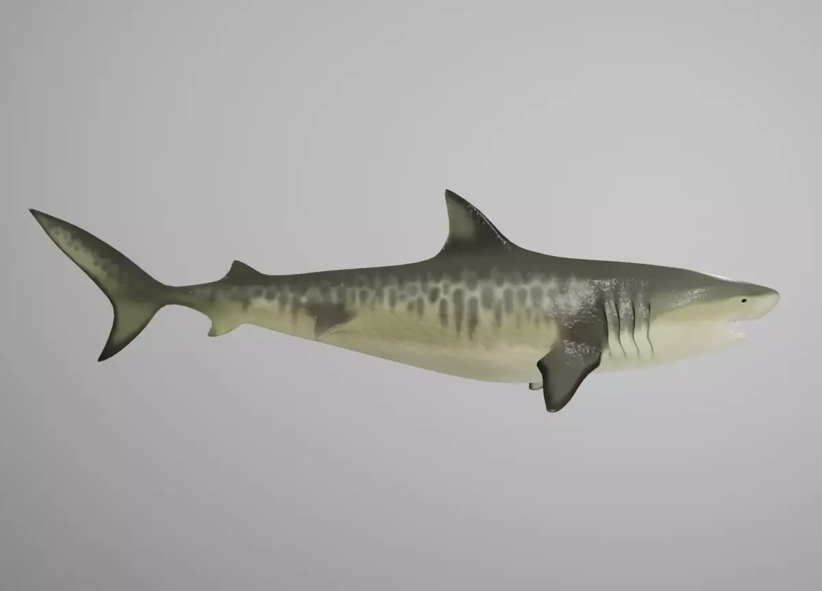 Tiger Shark Low-poly 3D model