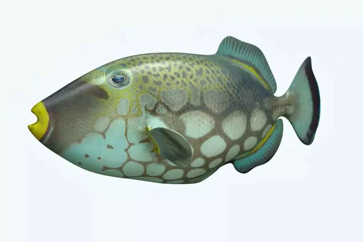 Trigerfish fish flying in sky 3D model