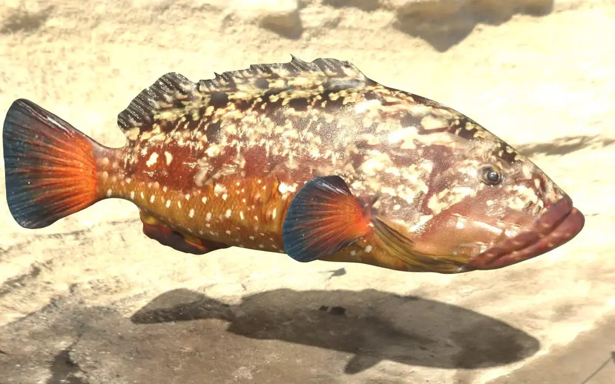Grouper photorealistic sea fish 3d model Rigged Animated Low-poly 3D model