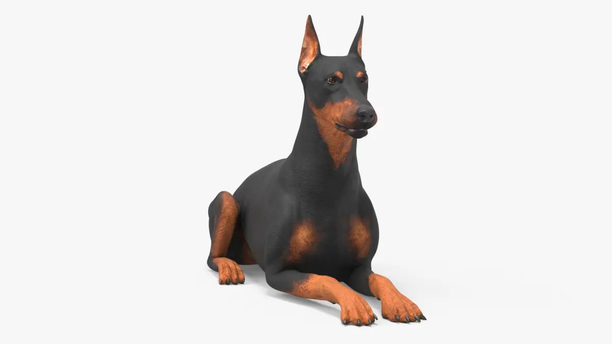 Doberman Pinscher Dog Lying Down 3D model