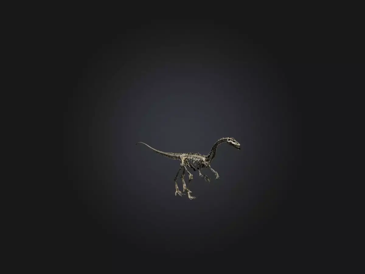 Realistic Diplodocus Skeleton Model Low-poly 3D model