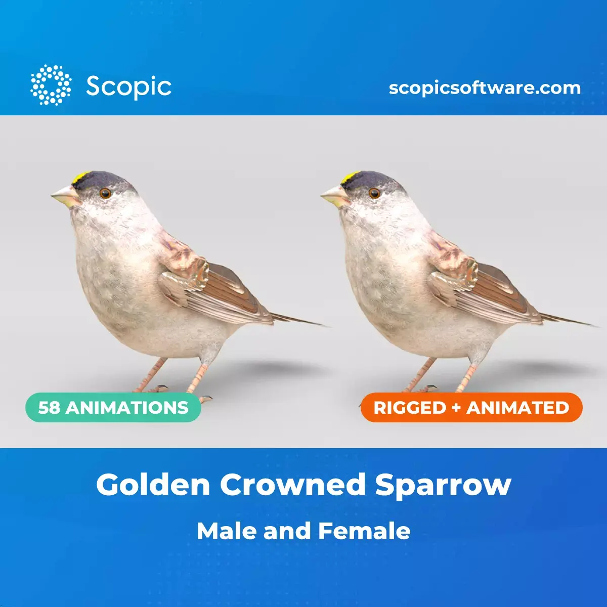 3D Bird Pack Golden Crowned Sparrow Male and Female Low-poly 3D model