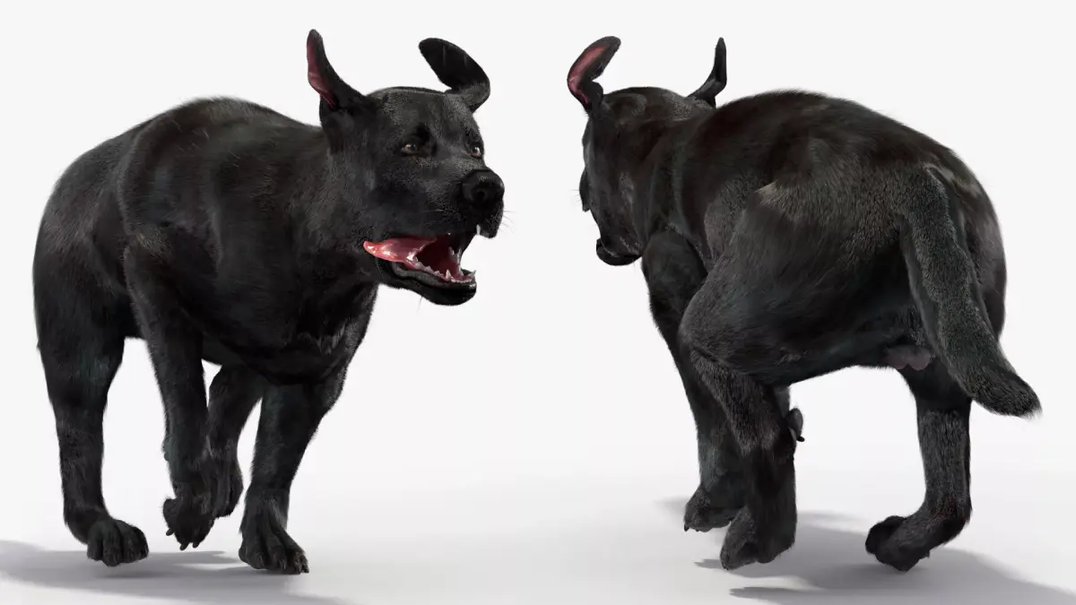 Black Labrador Dog Running Fur Animated Rigged for Cinema 4D 3D model purchase