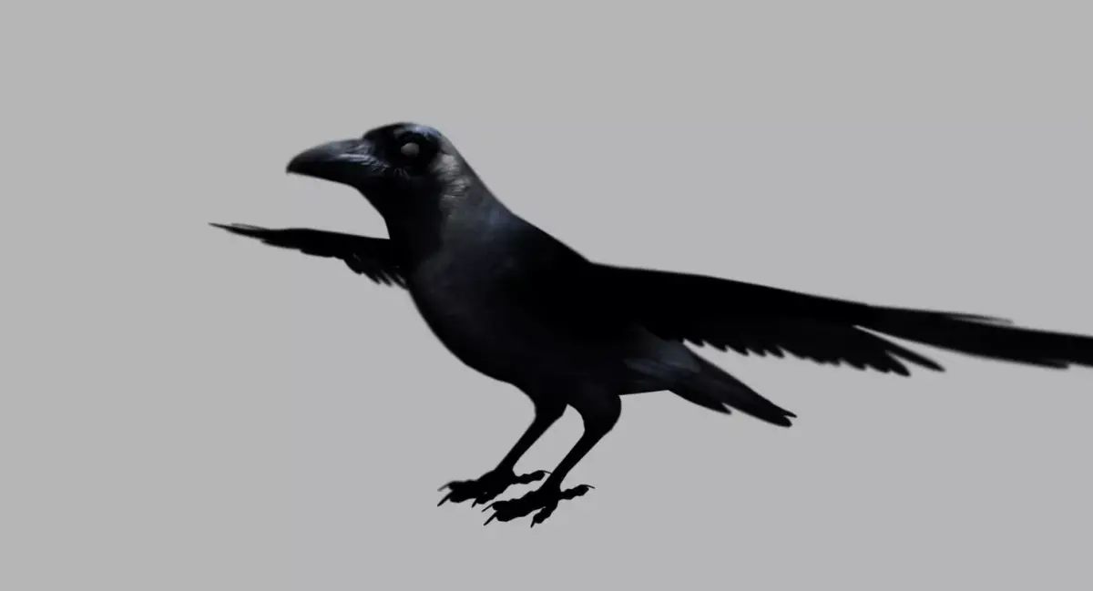 crow bird 3d model 3D model