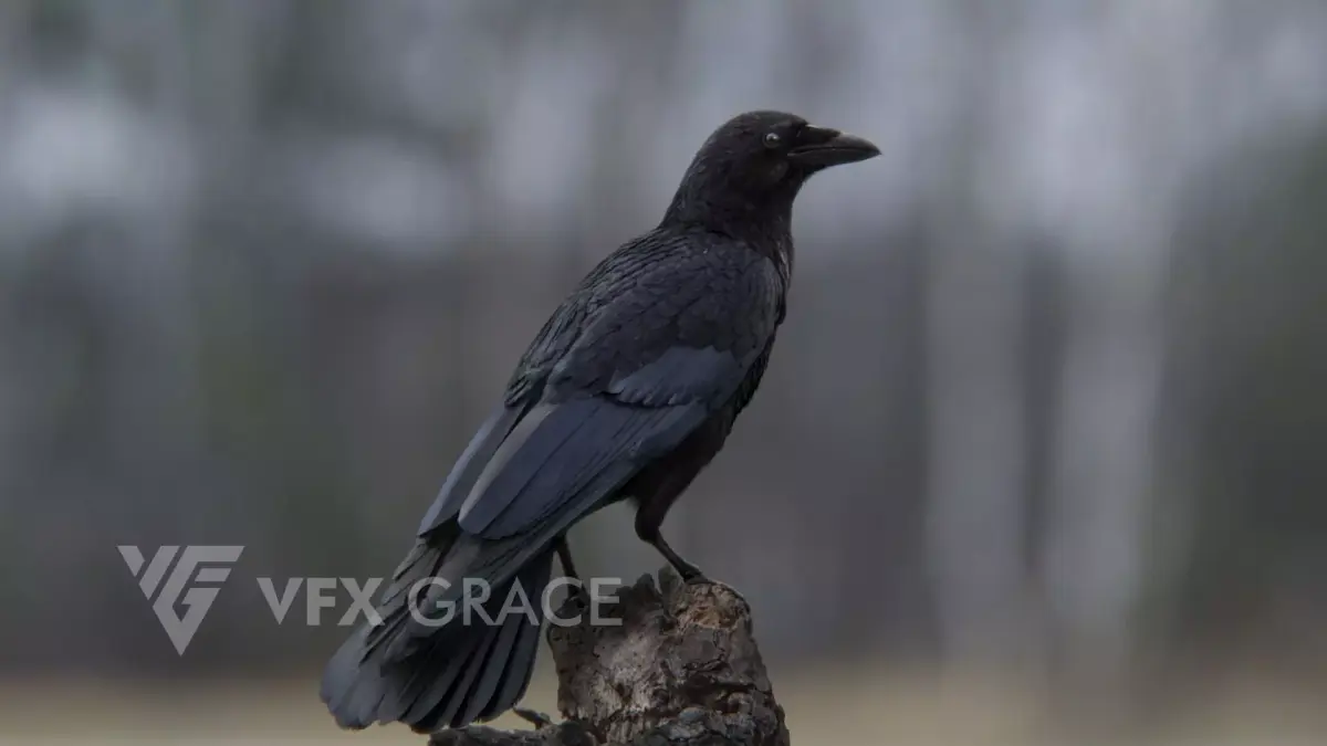 Carrion Crow Animated VFX Grace 3D model
