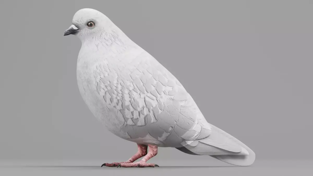 Realistic Dove - White Pigeon Low-poly 3D model