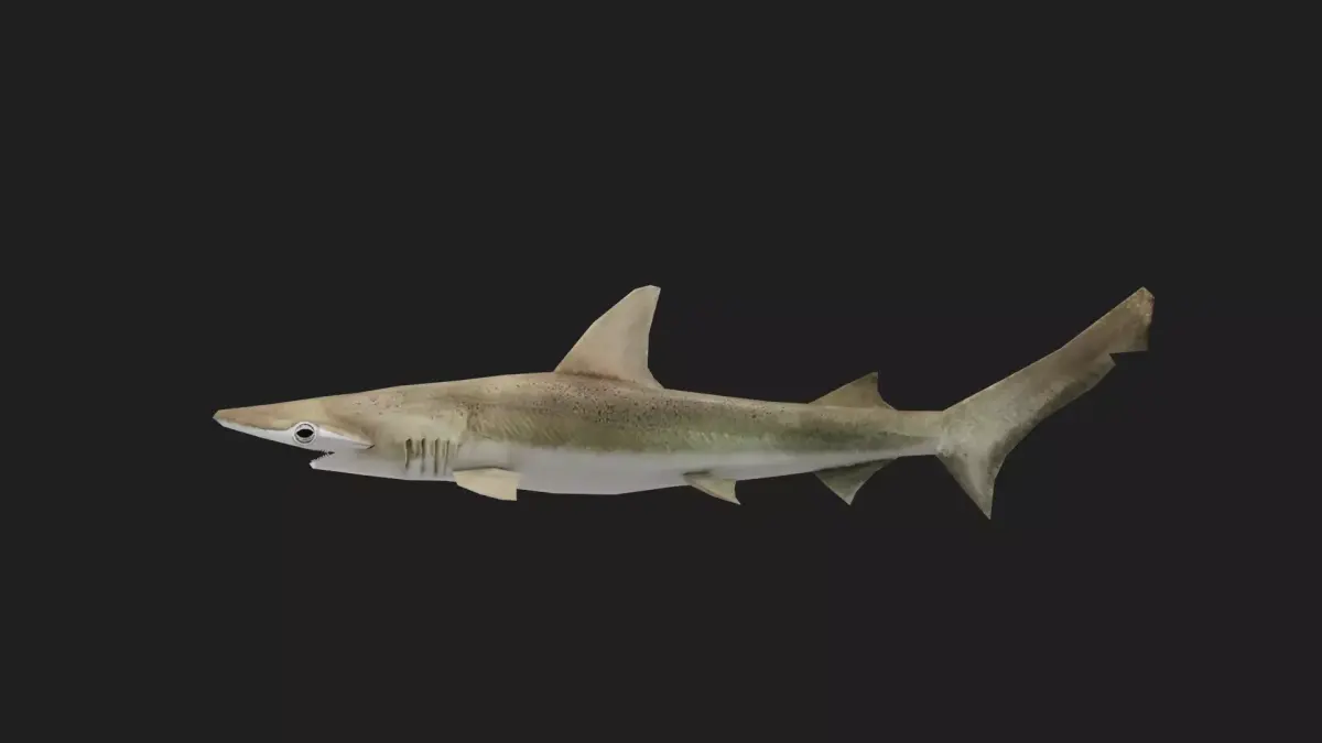Shark Low-poly 3D model 11