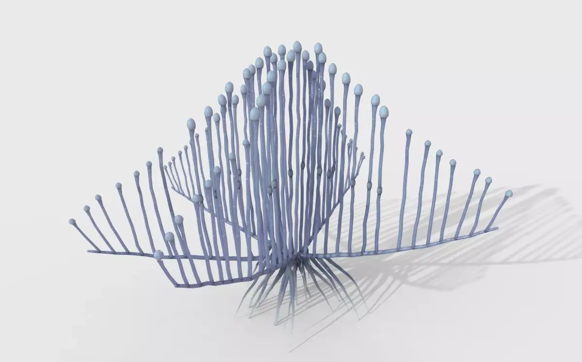 Lyre Sponge 3D model