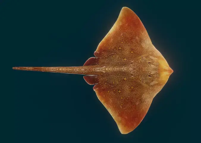 Realistic Ray 3D model