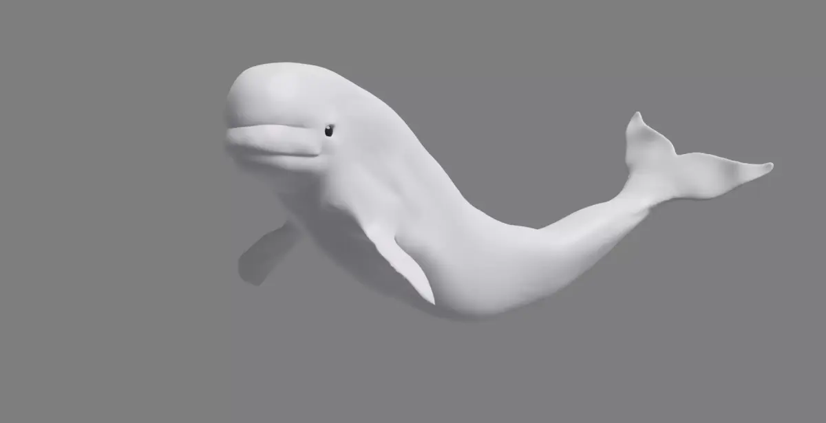 Beluga Whale Free 3D model